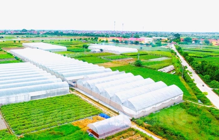 Nhà kính nông nghiệp VinEco - Hải Dương