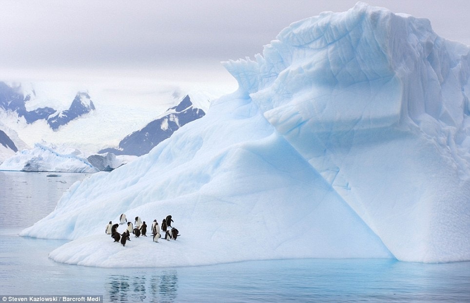 Gentoo Penguins and Chinstrap Penguins gather on an iceberg on the Western Antarctic Peninsula  Read more: http://www.dailymail.co.uk/news/worldnews/article-1258041/Incredible-pictures-giant-ice-sculptures-carved-sea-water-polar-winds.html#ixzz0kwcxVblR