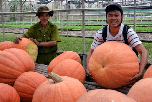 bí ngô, nhà kính, Đà Lạt