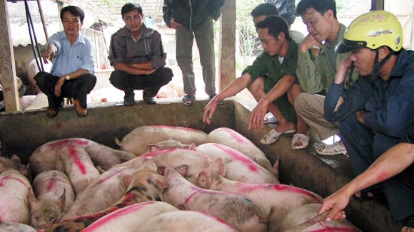 chợ, lợn, đầu mối, tiêu thụ