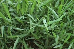 Loại cỏ có tên brachiaria. (Nguồn: viarural.com.ar)