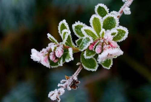 winter-flower-shutterstock-118-8887-1180