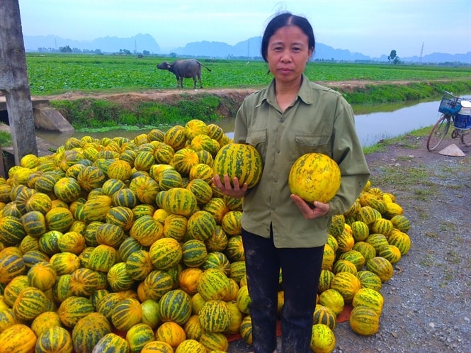 Dưa bở Gia Viễn