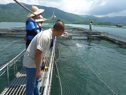 Vốn tín dụng hướng sản xuất nông nghiệp từ nhỏ lẻ sang sản xuất hàng hóa quy mô lớn, có tính cạnh tranh cao. (Ảnh chỉ mang tính minh họa). Ảnh: N.Hải