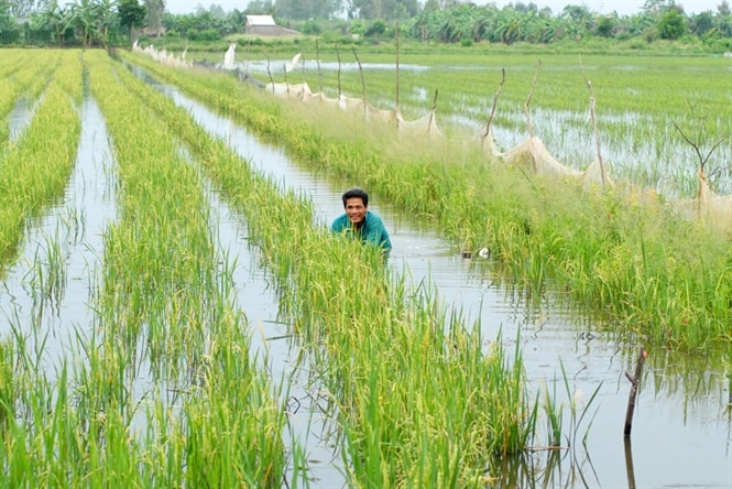 Nuôi cá trong ruộng