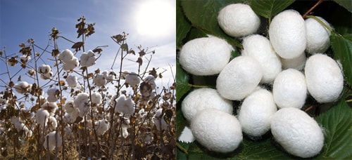 Cây bông là nguyên liệu chính tạo nên chất liệu cotton thiên nhiên (ảnh trái). Kén tằm là nguyên liệu chính tạo nên chất liệu vải tơ tằm độc đáo (ảnh phải).