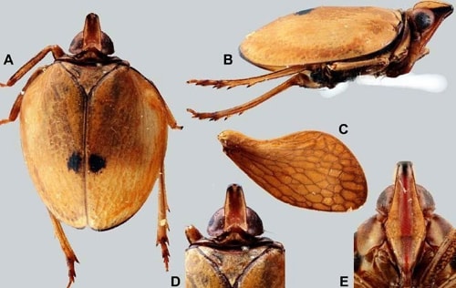 Macrodaruma brevinaso Consant & Pham, 2014. A, cơ thể nhìn từ mặt lưung. B, cơ thể nhìn từ mặt bên phải. C, cánh sau bên phải. D, đầu và ngực nhìn từ mặt lưng. E, trán.