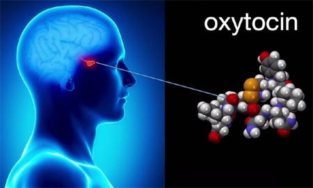 'hoóc môn yêu' , oxytocin, tình dục, trợ thủ