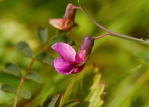 heath-pea3-550x466-3959-1415690550.jpg