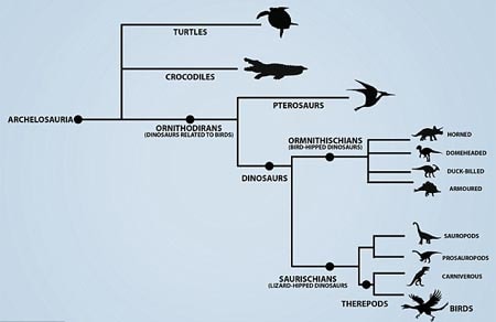 rùa, chim, họ hàng, khủng long, ca sấu, nhóm Archosauria
