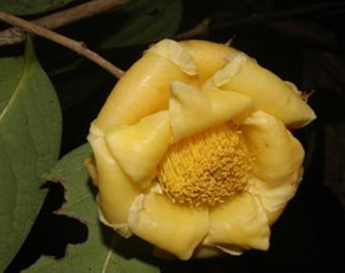 Loài Camellia bugiamapensis Orel, Curry, Luu & Q. D, Anhrh: Lưu Hồng Trường