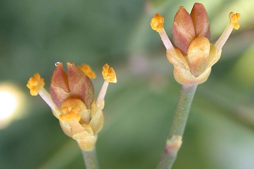 Ephedra-foeminea-1-3081-1428038605.jpg