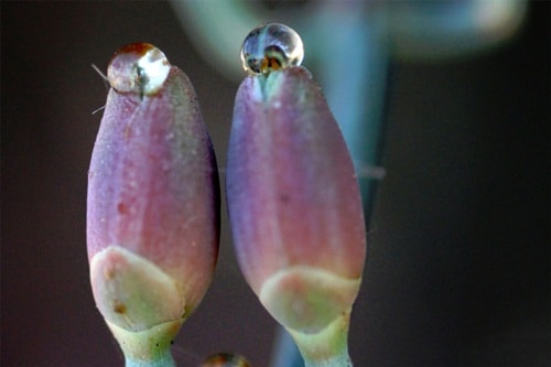 Ephedra foemicia cones, with pollination drop