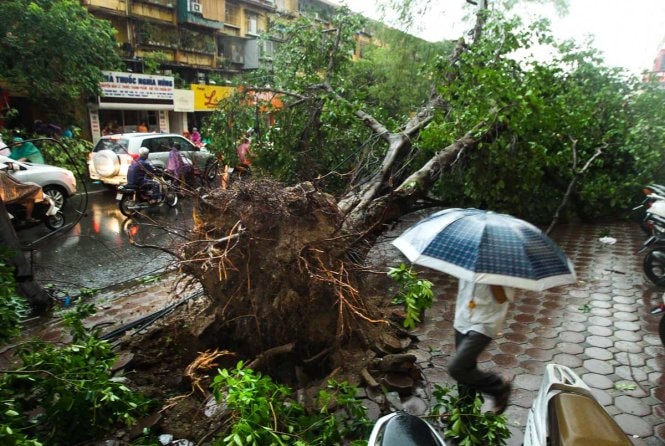 Một cây xanh có kích thước lớn bị bật bung rễ trên phố Phạm Ngọc Thạch - Ảnh: NGUYỄN KHÁNH