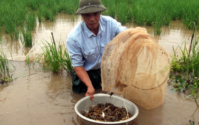 Cách cải tạo ruộng nuôi cua đồng cho năng suất cao - 1