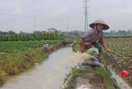 Còn gần 700 ha lúa và rau màu bị ngập trắng