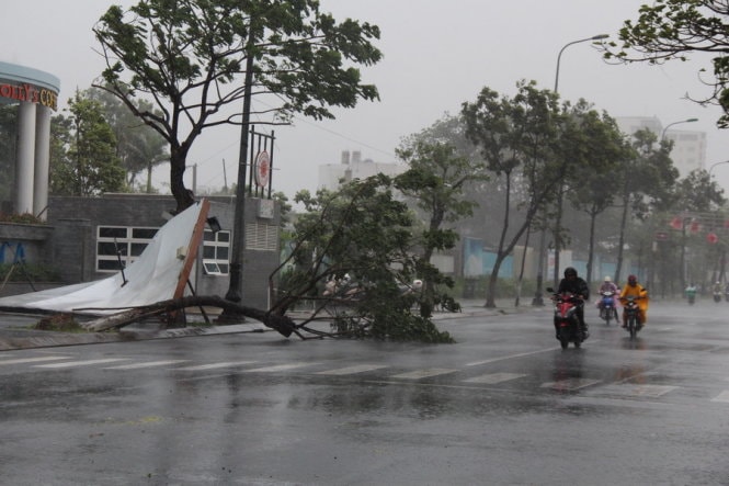 Cây xanh gãy đổ trên đường Trần Hưng Đạo, dọc sông Hàn (Q. Sơn Trà, TP Đà Nẵng) - Ảnh: PHAN THÀNH