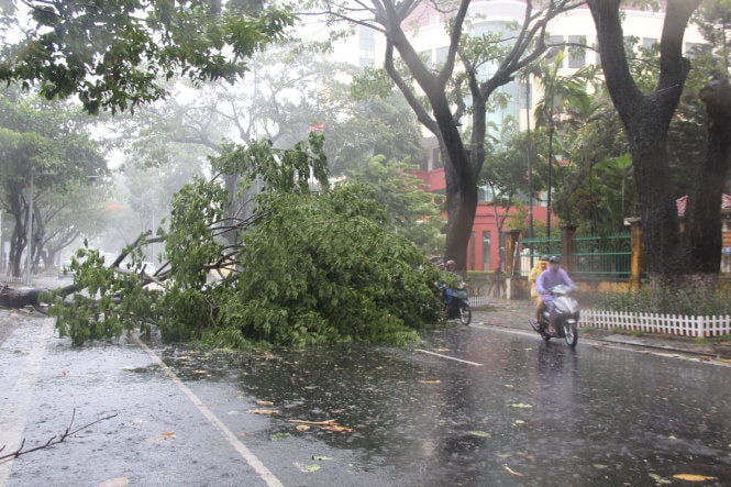 Một cây xanh gãy đổ trên đường Nguyễn Chí Thanh, TP Đà Nẵng được nhiều người dọn dẹp để việc lưu thông xe cộ thuận lợi -  Ảnh: Phan Thành