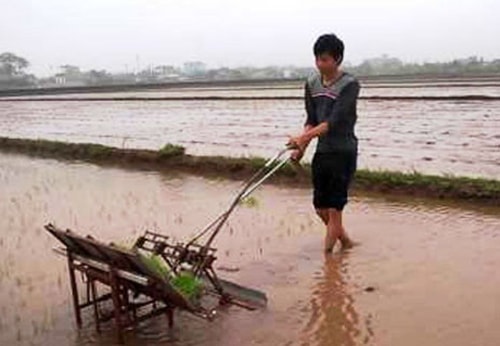 Máy cấy ra đồng.