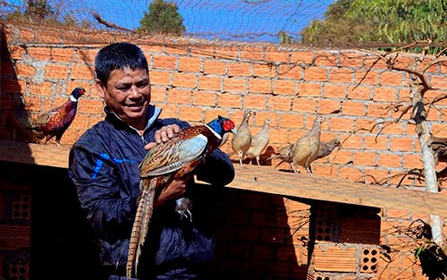 nuoi chim tri thu hang tram trieu dong moi nam hinh 0