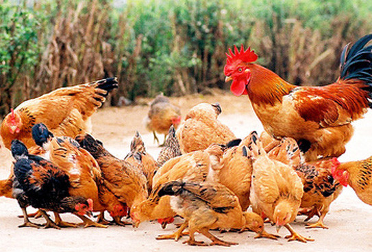 Bệnh gà rù và cách phòng trị