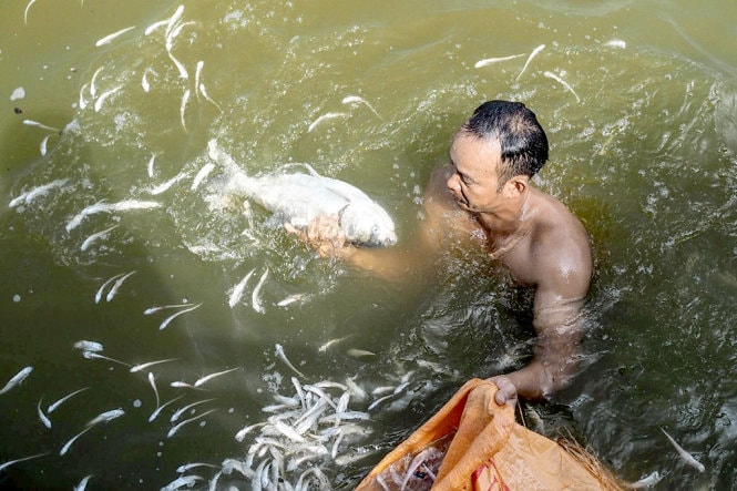 Cá Hồ Tây bất ngờ chết trắng mặt hồ  