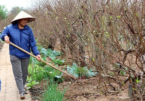 Quất thất bát, đào chờ trời ảnh 1