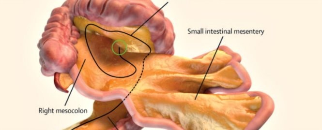 Phát hiện cơ quan mới trong cơ thể người 