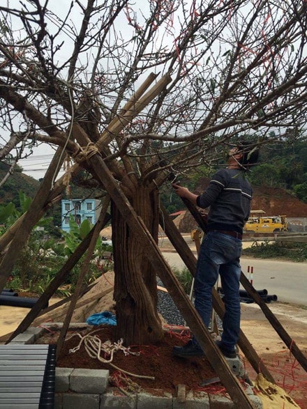 Cây đào rừng Sơn La gây sốt toàn dân chơi mấy ngày qua