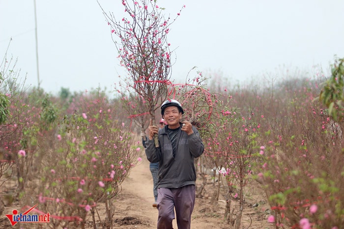 Đào Nhật Tân khoe sắc sớm, người trồng lo trắng tay