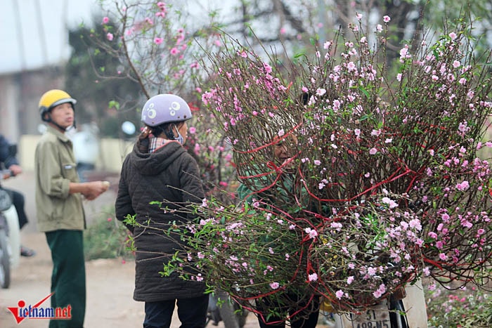 Đào Nhật Tân khoe sắc sớm, người trồng lo trắng tay