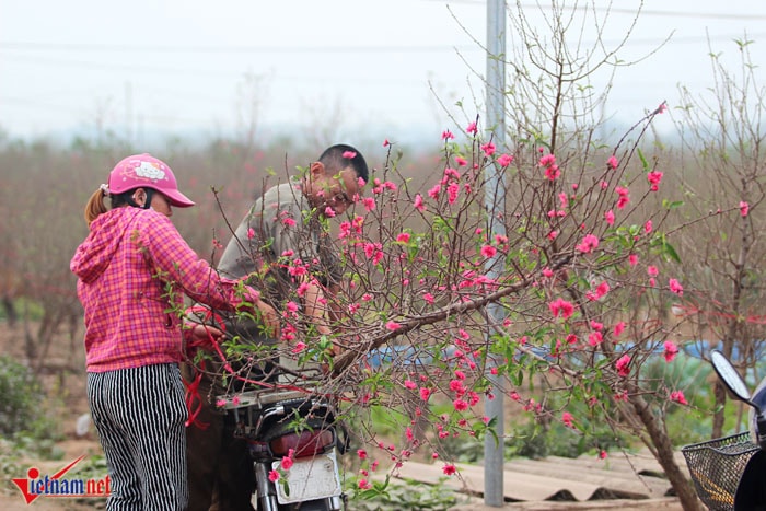 Đào Nhật Tân khoe sắc sớm, người trồng lo trắng tay