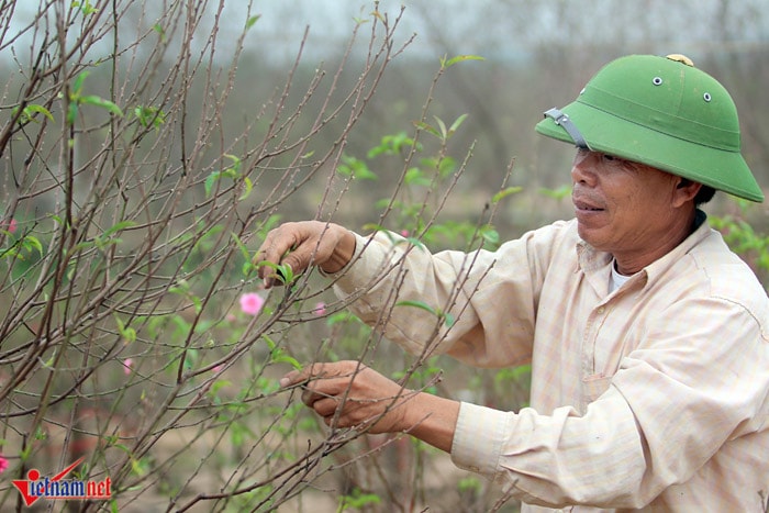 Đào Nhật Tân khoe sắc sớm, người trồng lo trắng tay