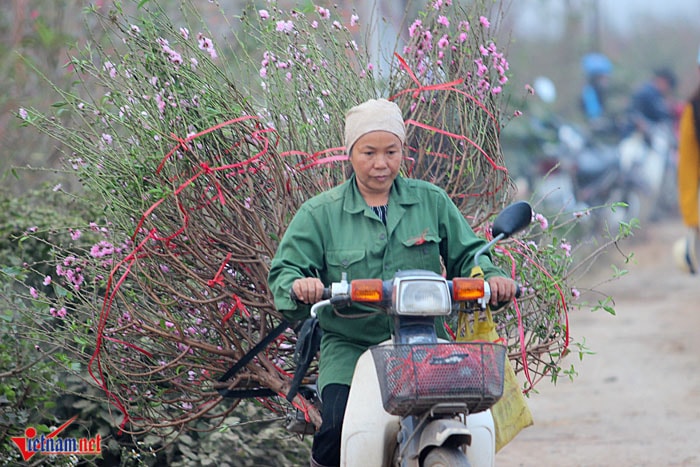 Đào Nhật Tân khoe sắc sớm, người trồng lo trắng tay