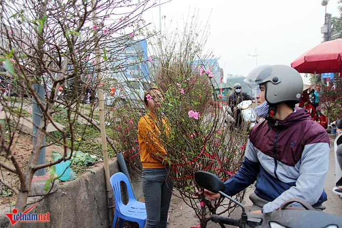 Đào Nhật Tân khoe sắc sớm, người trồng lo trắng tay