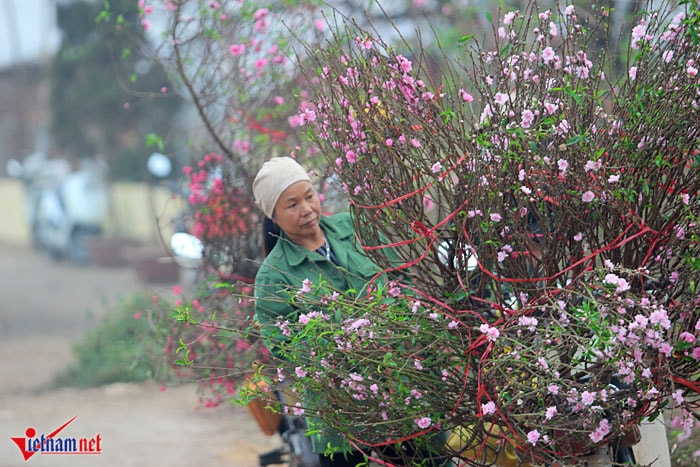 Đào Nhật Tân khoe sắc sớm, người trồng lo trắng tay