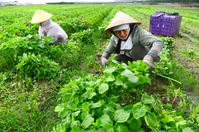 Nông nghiệp sạch chờ gói 100.000 tỉ đồng 