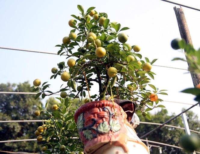 Quất bon sai 'cưỡi' chó đốm độc đáo dịp Tết - ảnh 3