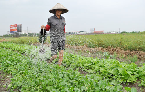Có thể thiếu nước tưới dưỡng lúa, rau màu