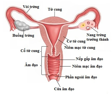 Image result for ung thư buồng trứng