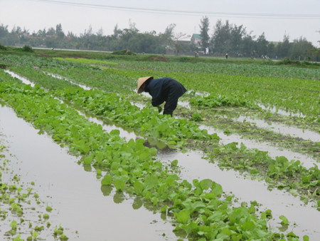 Giải pháp cho lúa, rau màu sau mưa bão