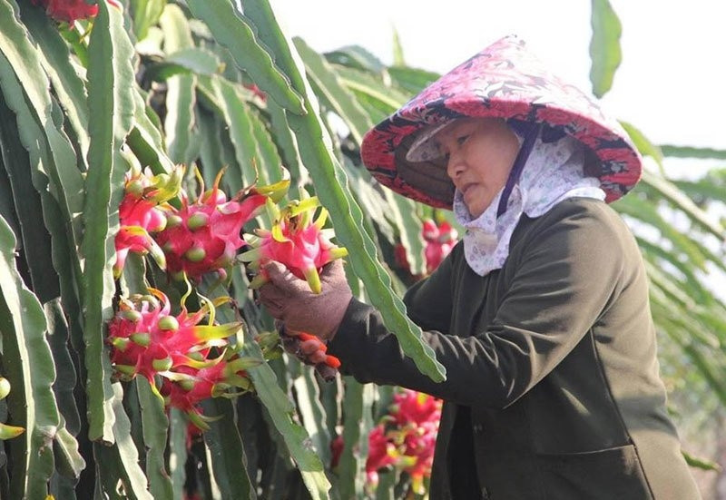 Trung Quốc quyết định đột ngột, vạn nông dân Việt khóc ròng