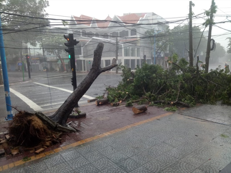 Một gốc cây ngã đổ trên đường phố Vũng Tàu