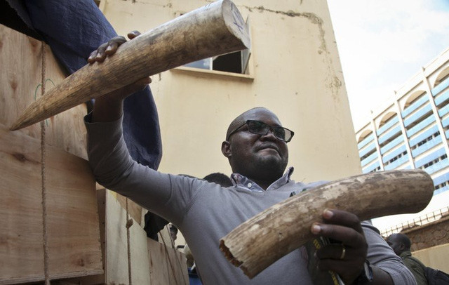 Uganda bắt hai người Việt buôn lậu ngà voi trị giá hơn 2 triệu đô - Ảnh 2.
