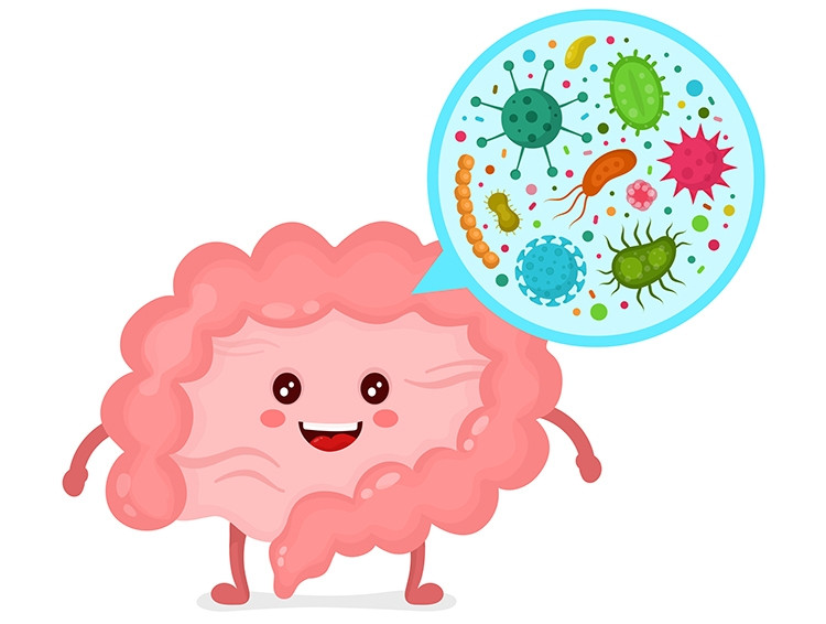 Hệ tiêu hóa khỏe mạnh khi có 85% lợi khuẩn để ức chế các vi khuẩn gây hại.