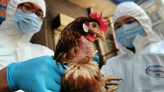 Cúm gia cầm H5N6 chưa ghi nhận trường hợp nào lây từ người sang người. Ảnh: SBS