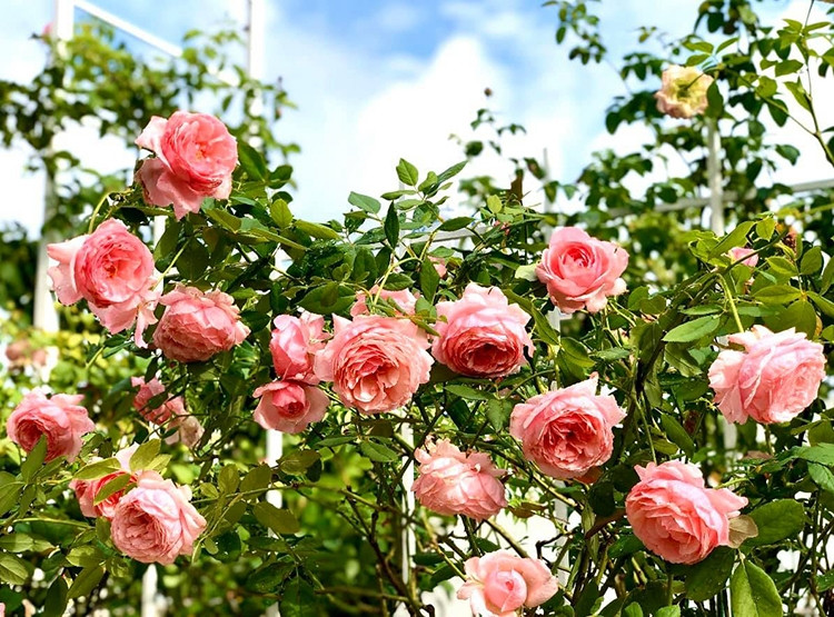 Nhà Quyền Linh có hàng chục gốc hồng được vợ chồng anh chăm bón từ nhiều năm nay. Trong ảnh là Lady Heirloom, giống hồng Nhật nổi tiếng sai hoa, cánh khum, cho mùi thơm dịu nhẹ.