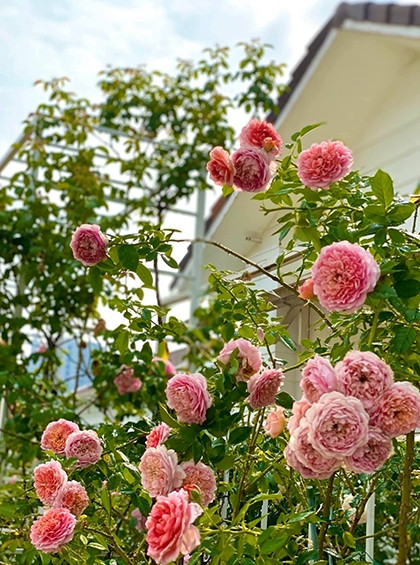 Robe A La Francaise rose - giống hồng leo Nhật được vợ Quyền Linh yêu thích vì chùm bông lớn, cánh xếp hài hòa.