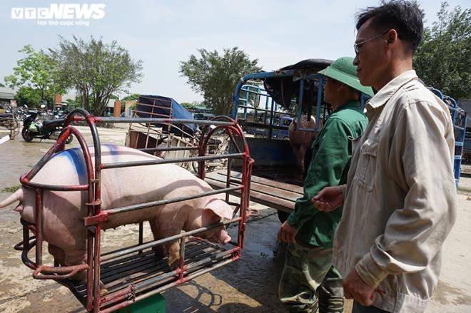 Lợn nhập Thái Lan chưa về nhiều, giá lợn hơi trong nước lại tăng - 1