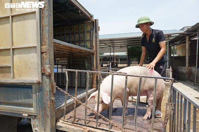 Lợn nhập Thái Lan chưa về nhiều, giá lợn hơi trong nước lại tăng - 2